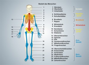 Mensch-Skelett-1