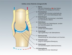 Mensch-Skelett-2