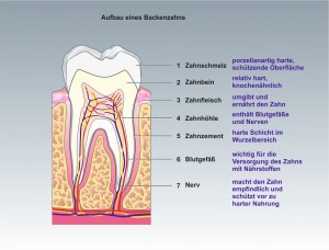Mensch-Zähne-2