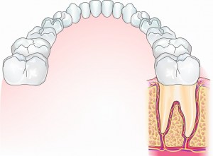 Mensch-Zähne-3