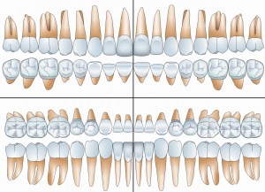 Mensch-Zähne-4