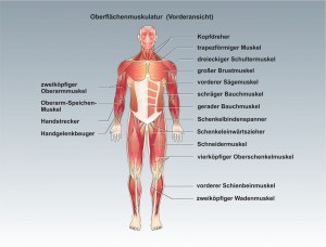 Mensch-muskulatur-1