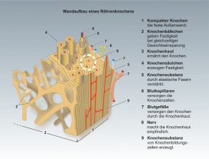 Mensch-skelett-3