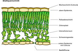 Photosynthese_-_Der_Bau_eines_Laubblattes.png