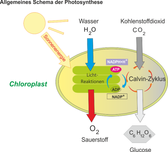 Photosynthese_-_Reaktionsablaeufe.png