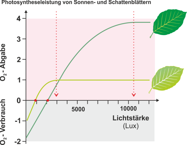 Photosynthese_-_Sonnen-_und_Schattenblaetter.png