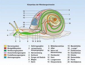 Schnecke-Bauplan-ppFormat