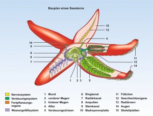 Seestern-Bauplan-ppFormat