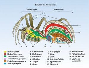Spinne-Bauplan-ppFormat
