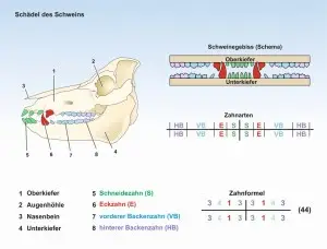 E0-Schwein-Schädel