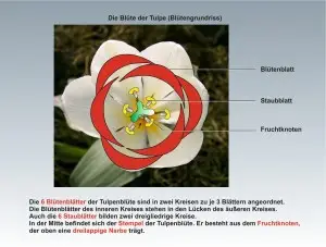 Die-Tulpe-2