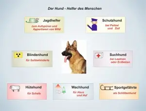 B4-Der-Hund--Helfer