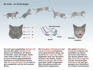 A2-Die-Katze-Jagd
