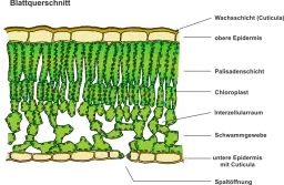 Photosynthese_-_Der_Bau_eines_Laubblattes.png