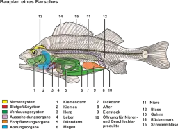 Bauplan_eines_Barsches.png