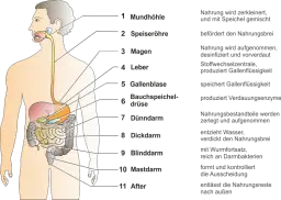 Der_Mensch_und_sein_Verdauungssystem.png