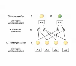 Gregor Mendel (1) - Die Uniformitätsregel
