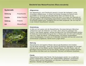 Wasserfrosch-1