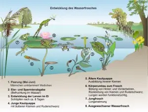 Wasserfrosch-4
