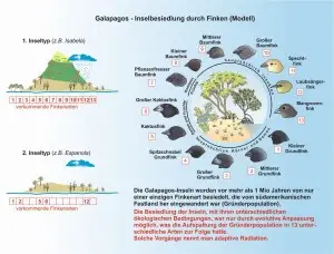 Darwinfinken-Nahrung