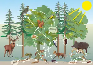 Lebensraum_Wald_-_Nahrungsbeziehungen.png