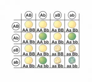 Gregor Mendel (3) - Die Unabhängigkeitsregel