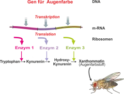 Genexpression - Augenfarbstoff von  Drosophila