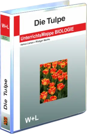 Mappe Tulpe