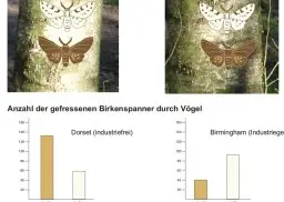 UnterrichtsMaterial Selektion beim Birkenspanner