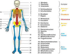 Das_Skelett_des_Menschen.png
