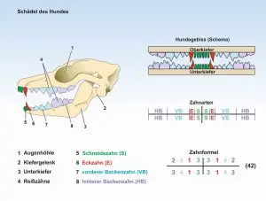 B3-Der-Hund-Schädel-Zähne