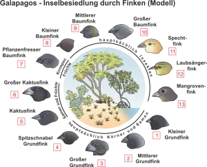 Adaptive_Radiation_-_Galapagosfinken.png