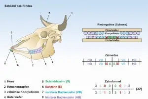 D2-Das-Rind-Schädel-Zähne
