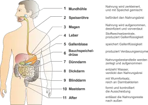Der_Mensch_und_sein_Verdauungssystem.png