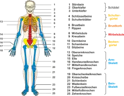 Das_Skelett_des_Menschen.png