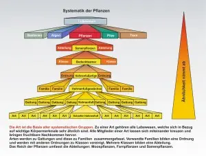 Das-Reich-der-Pflanzen-2