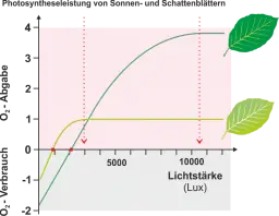 Photosynthese_-_Sonnen-_und_Schattenblaetter.png