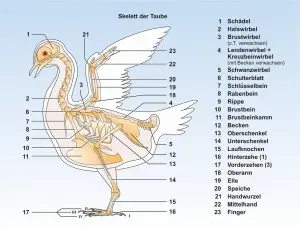 Taube-Skelett-ppFormat
