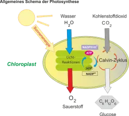 Photosynthese_-_Reaktionsablaeufe.png
