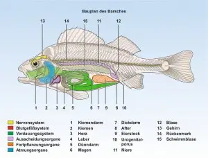 Fisch-Bauplan-ppFormat