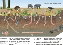Der_Regenwurm_in_seiner_Umwelt.png