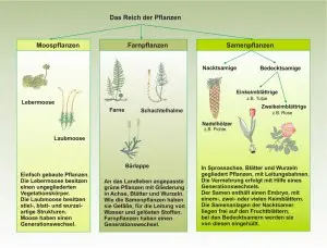 Das-Reich-der-Pflanzen-1
