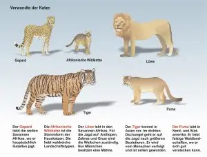 A1-Die-Katze--Großkatzen