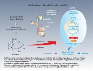 E-Kohlenhydrate