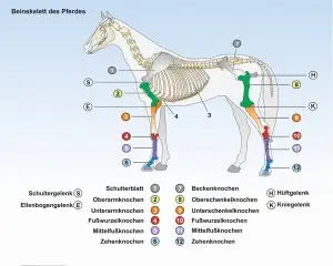 C2-Das-Pferd-Beinskelett