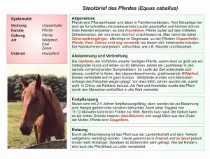 C1-Das-Pferd-Steckbrief