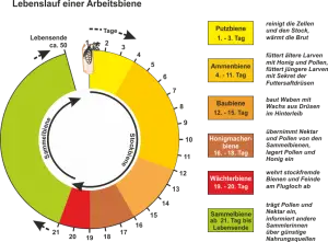 Die_Honigbiene_-_Lebenslauf_einer_Arbeiterin.png
