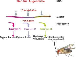 Genexpression - Augenfarbstoff von  Drosophila