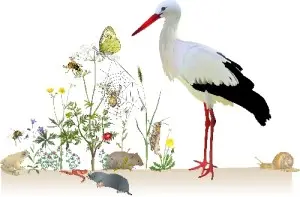 Der_Weissstorch_ in_seiner_Umwelt.jpg