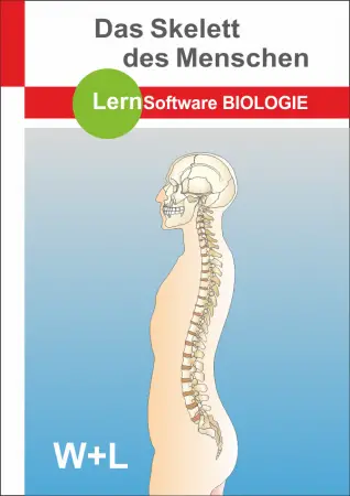 Das Skelett des Menschen